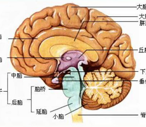 得了脑瘤怎么治疗 得了脑瘤怎么治疗