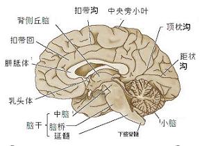 脑垂体瘤的早期症状 脑垂体瘤的早期症状