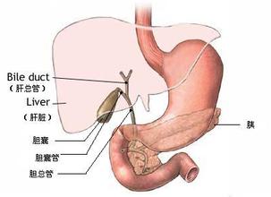 乙肝引发胆囊癌的几比例是多少 乙肝引发胆囊癌的几比例是多少