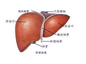 肝癌脑转移能活多久 肝癌脑转移能活多久